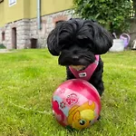 Albion * Szklarska Poręba